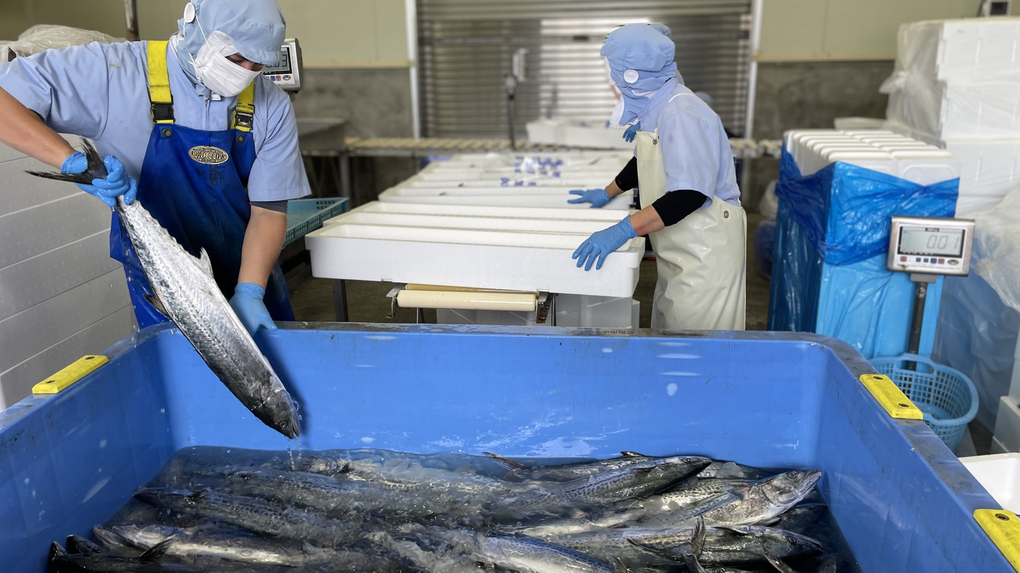 タンクから魚を取り出して箱詰め